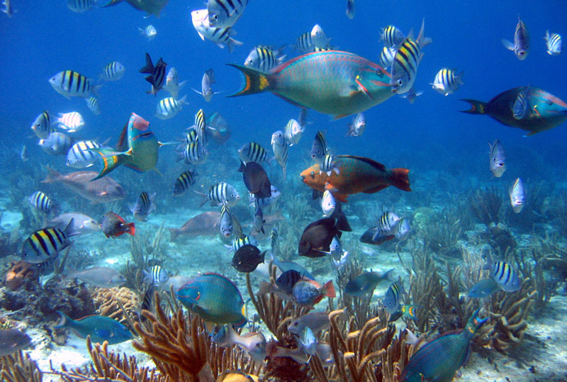 Cozumel All Inclusive