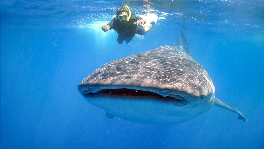 Whale Shark Experience