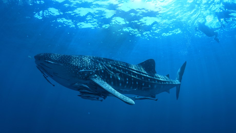 Whale Shark Experience