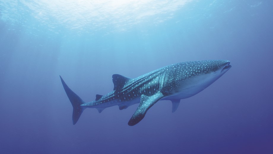 Whale Shark Experience