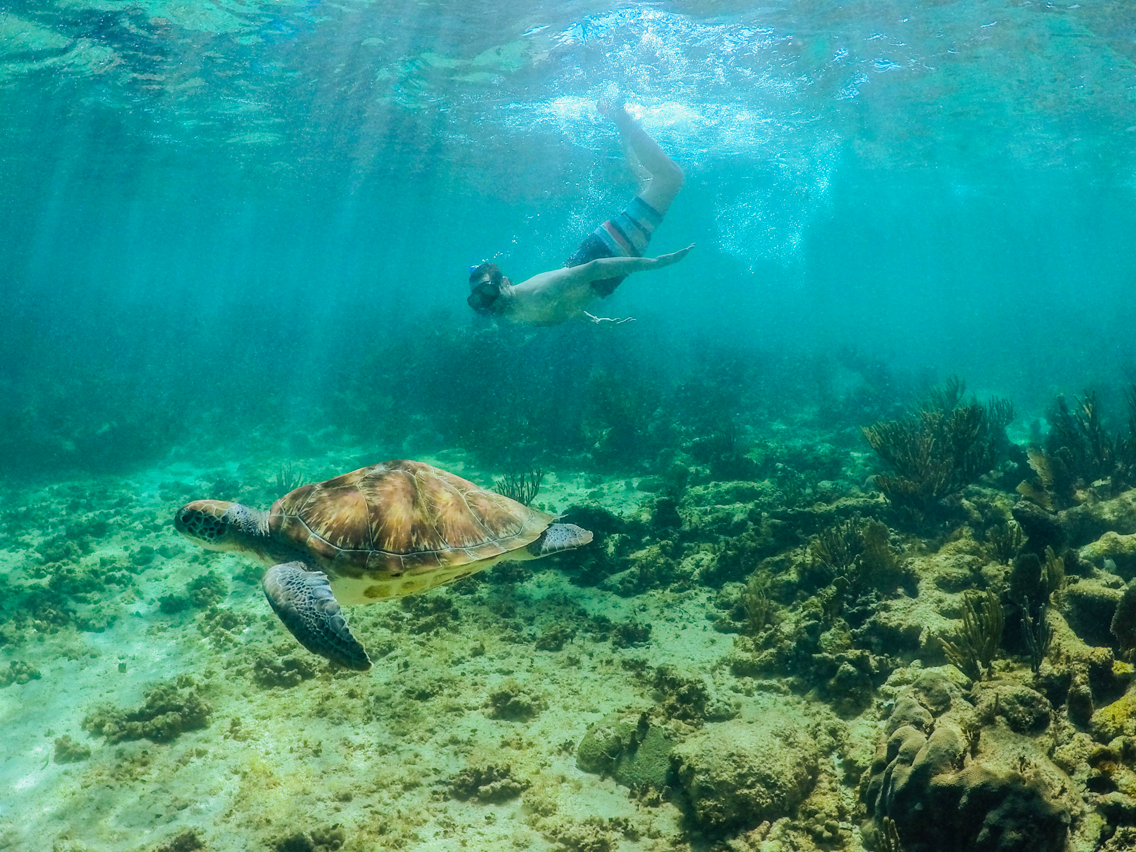 Tulum, Cenote, Tortugas & Club de Playa