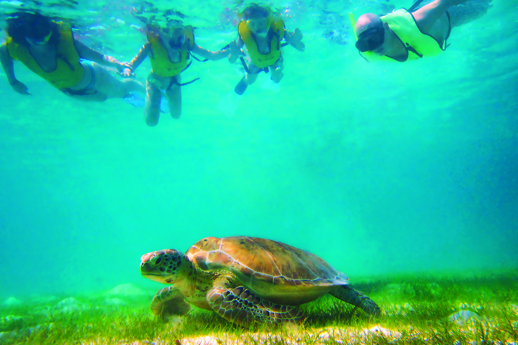 Tulum, Cenote, Tortugas & Club de Playa