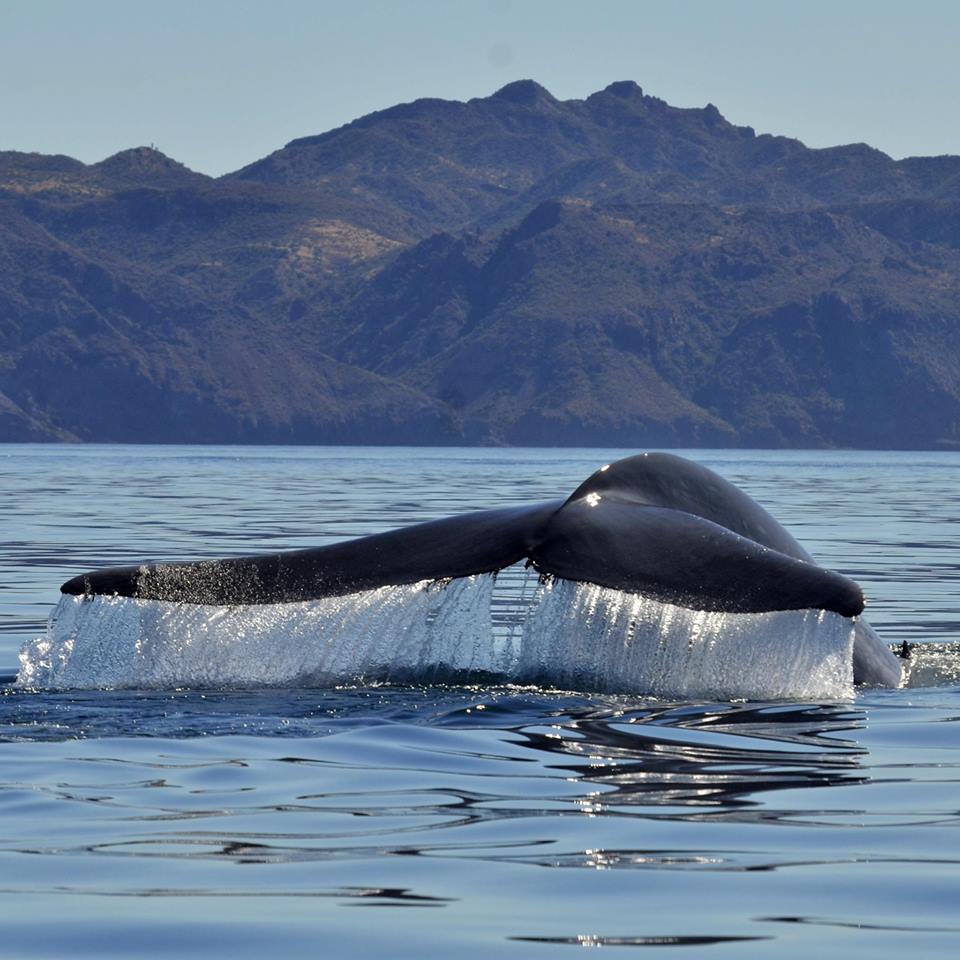 Whale Encounter Magdalena Bay