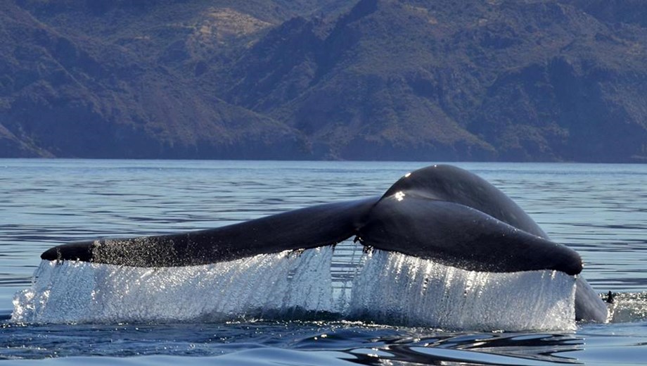 Whale Encounter Magdalena Bay