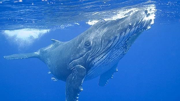 Whale Encounter Magdalena Bay