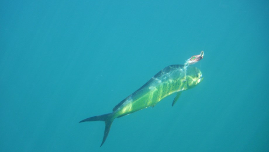 Island Hopping and Nature Watch by Panga