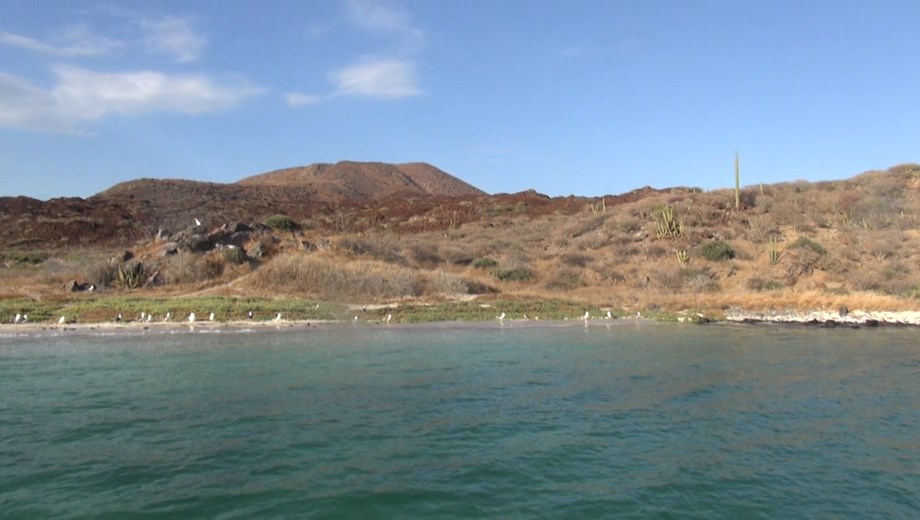 Isla Coronado Snorkel