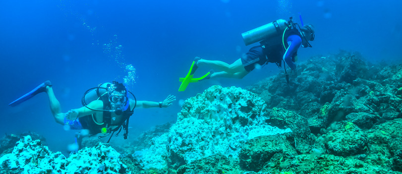 Scuba with Sealions at Caletas