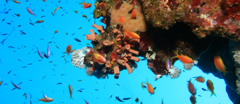 Scuba Diving at Marietas 