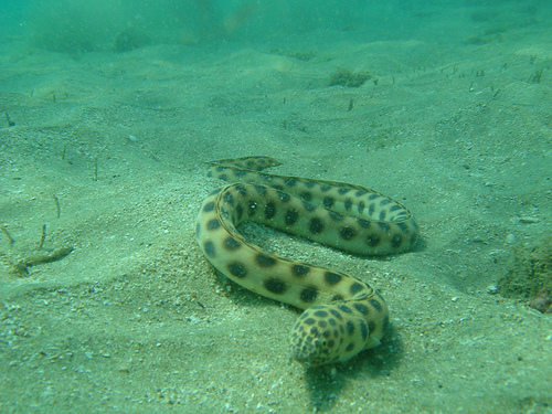 Discover Scuba in Caletas