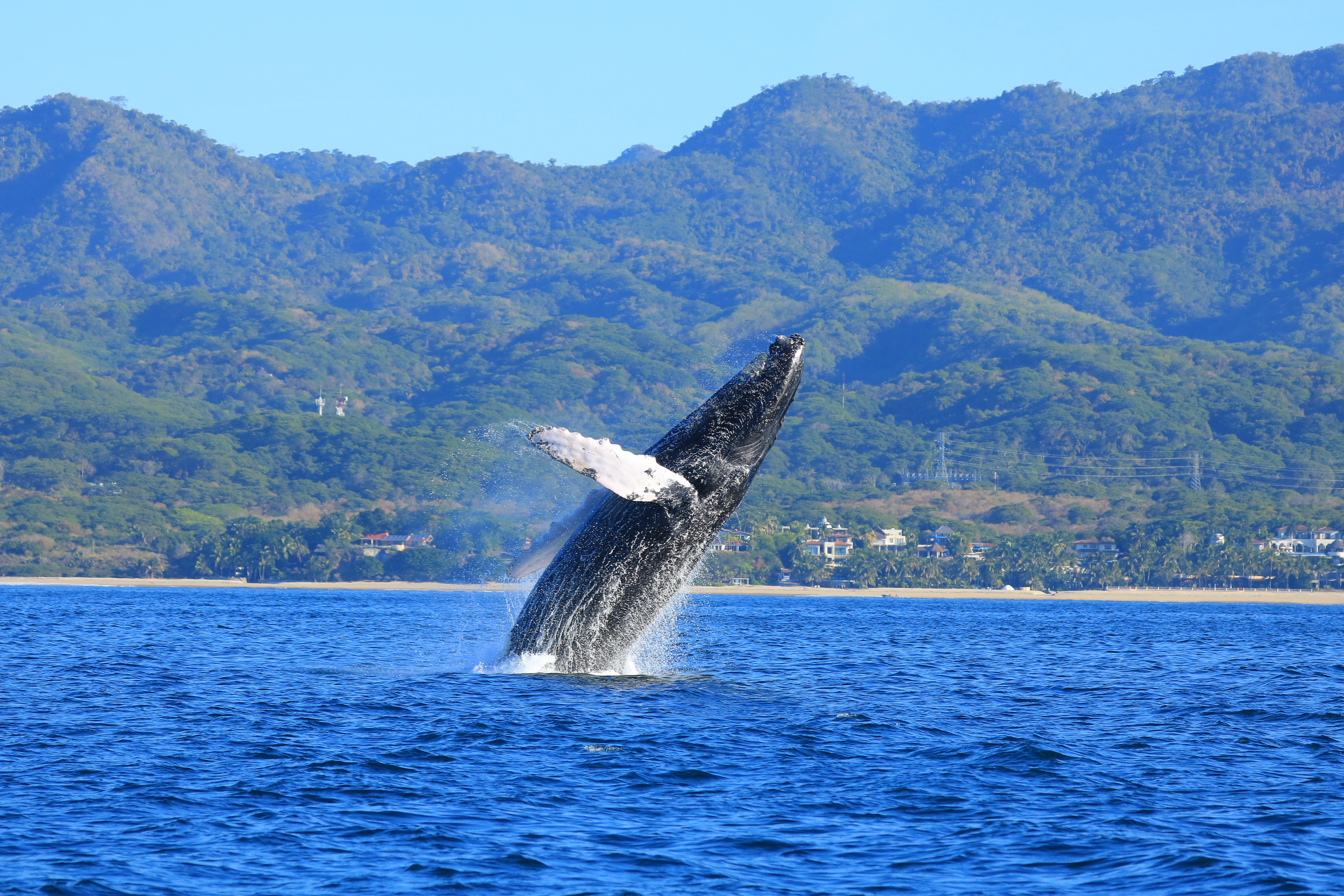 Aventura de Avistamiento de Ballenas