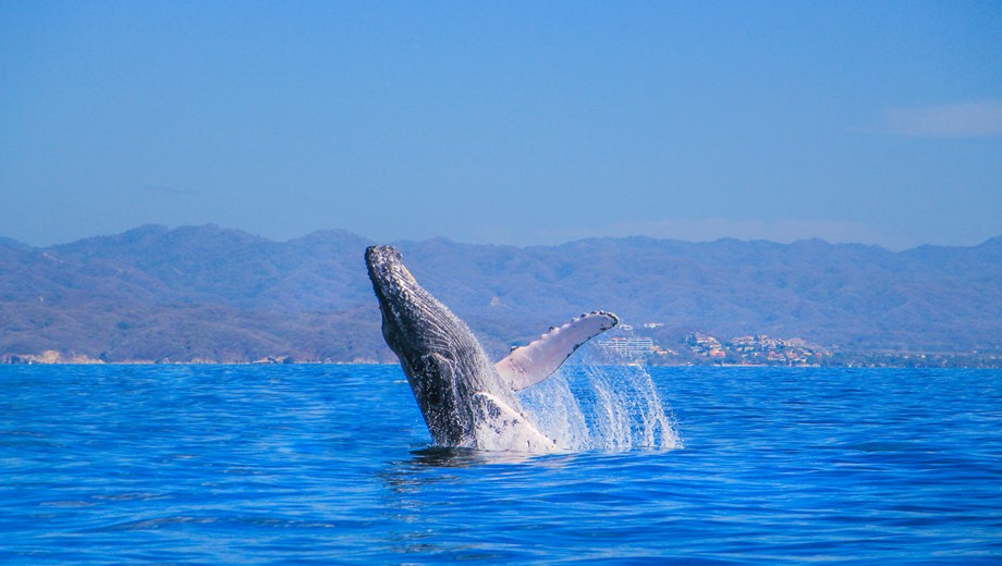 Aventura de Avistamiento de Ballenas
