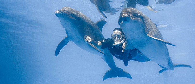 Nado Extremo con Delfines 