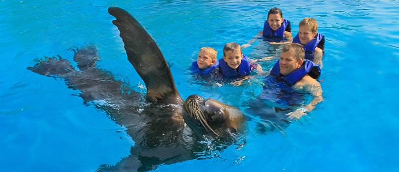 Premium Swim with Dolphins & Sea Lions