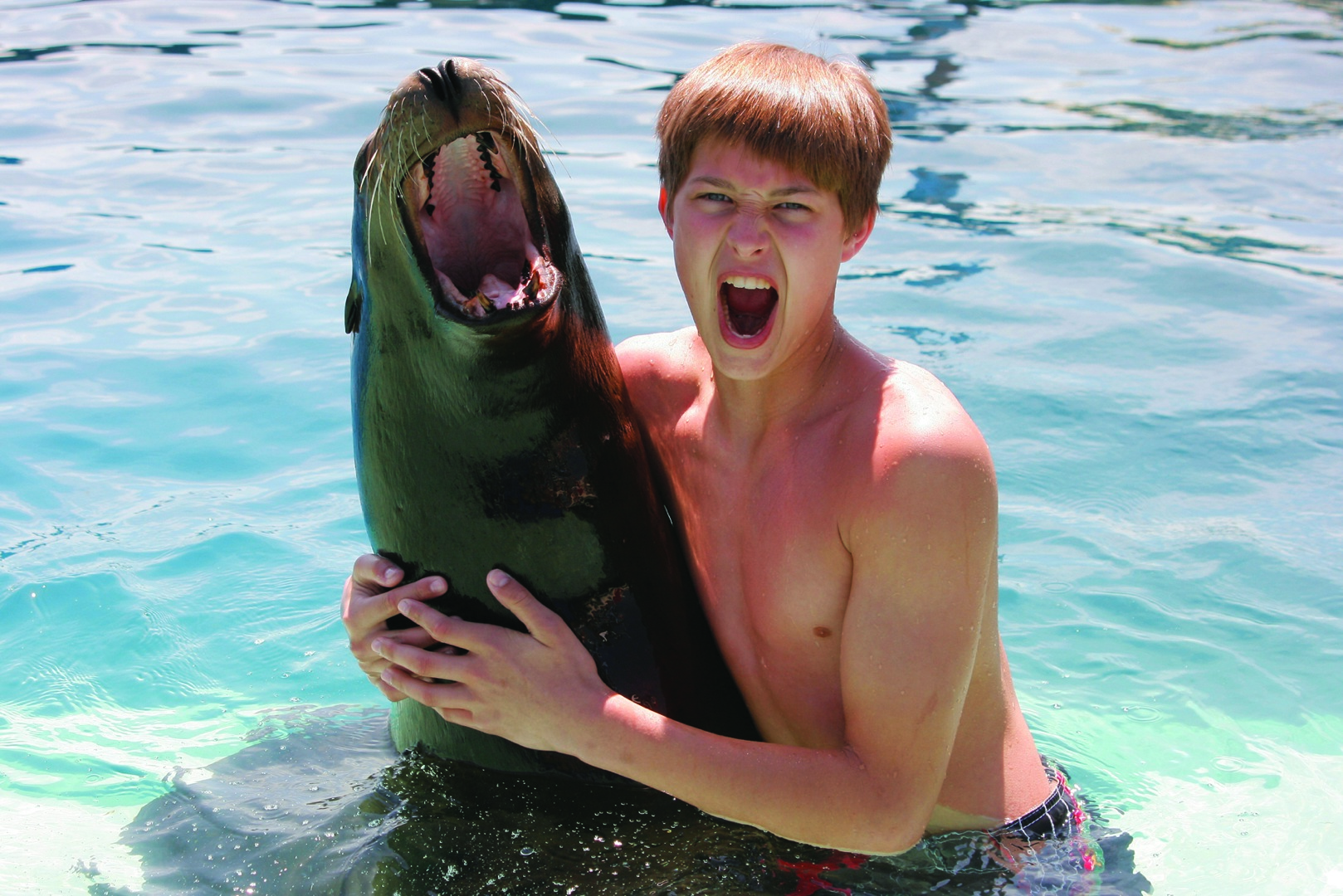 Sea Lion Encounter