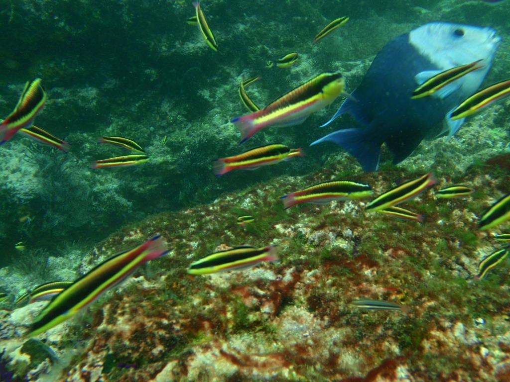 Snorkeling at Marietas