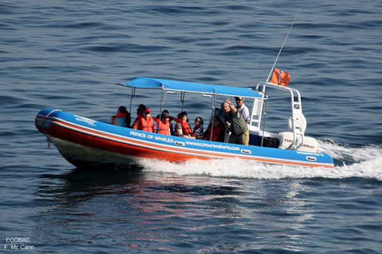 Dolphins in the Wild