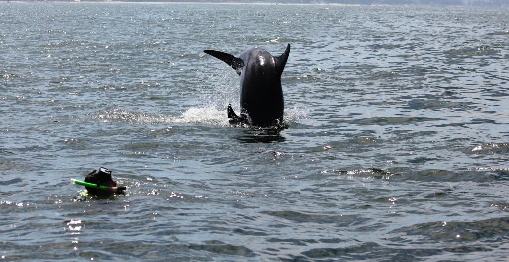 Dolphins in the Wild