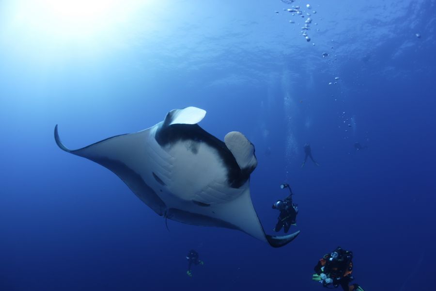 Scuba diving at El Morro