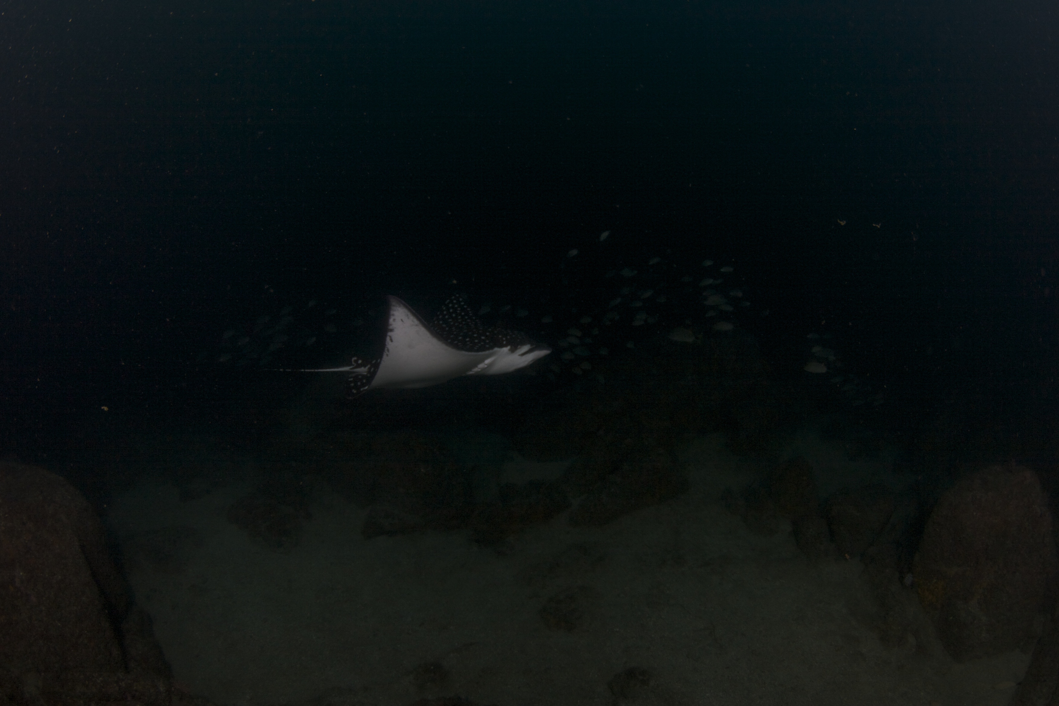 Buceo Certificado a Los Arcos 