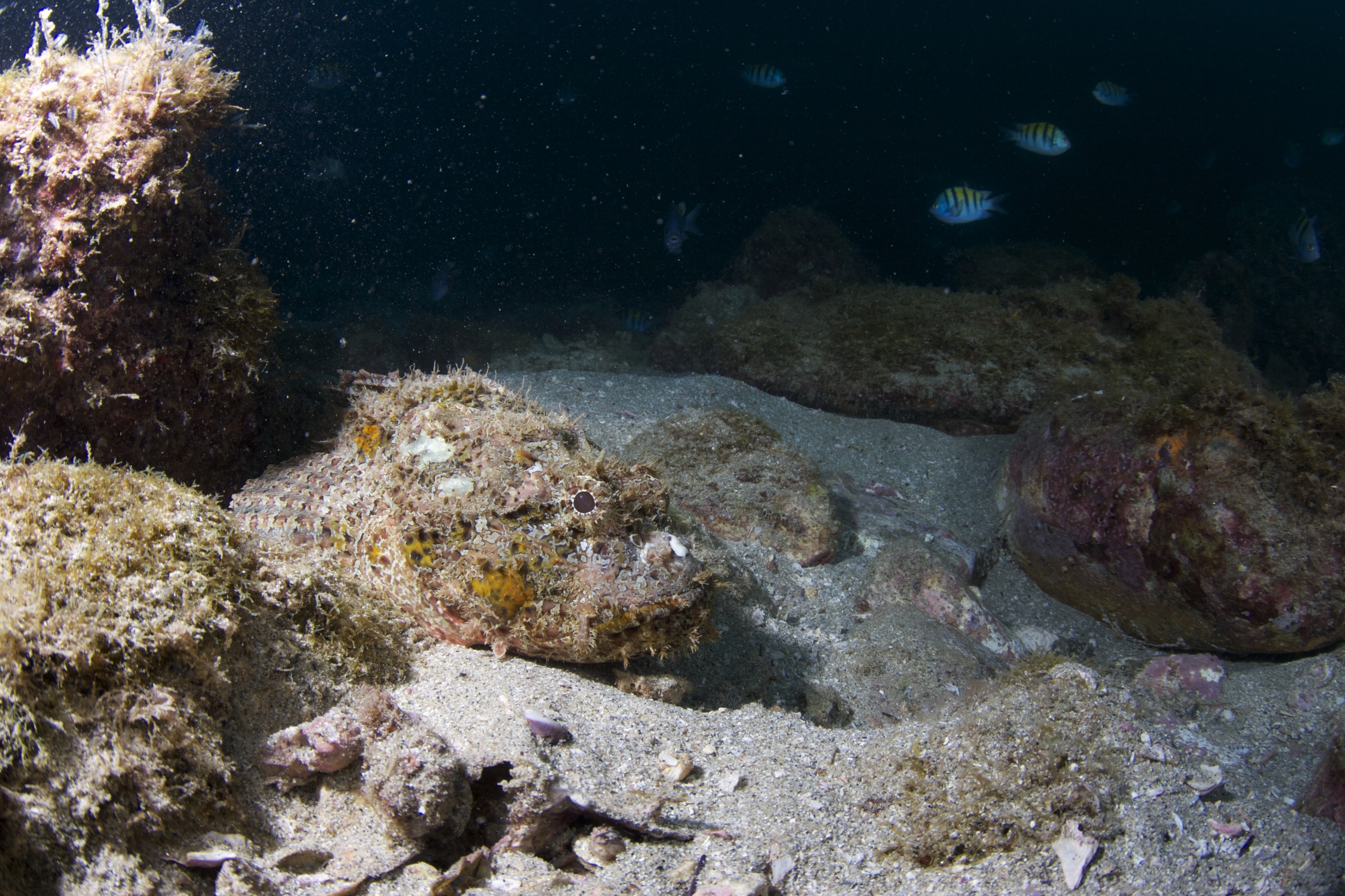 Buceo Certificado a Los Arcos 