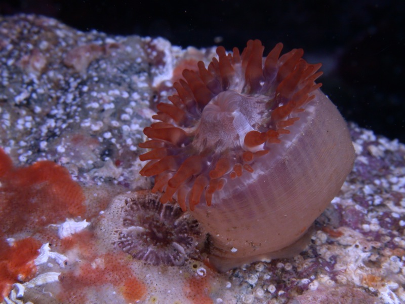 Scuba diving at Las Marietas Island