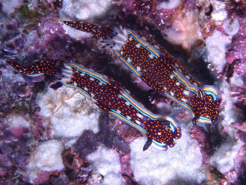Scuba diving at Las Marietas Island