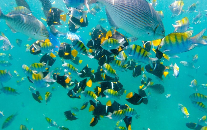 Arcos, Animas & Quimixto