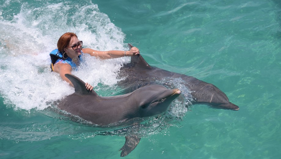 Dolphin Royal Swim